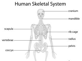 healthy bones
