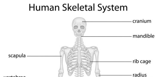 Nutritional Tips for Keeping Your Bones Healthy as You Get Older healthy bones