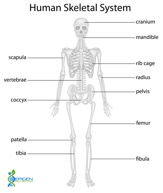 healthy bones