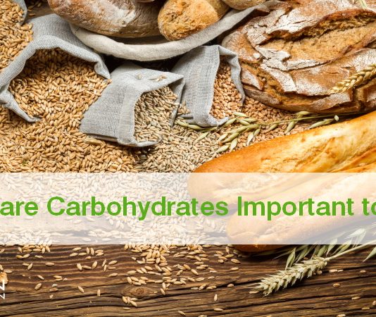 Why are Carbohydrates Important to Us